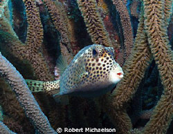 Spotted trunk fish BOnaire. Sealife DC 1000 one strobe by Robert Michaelson 